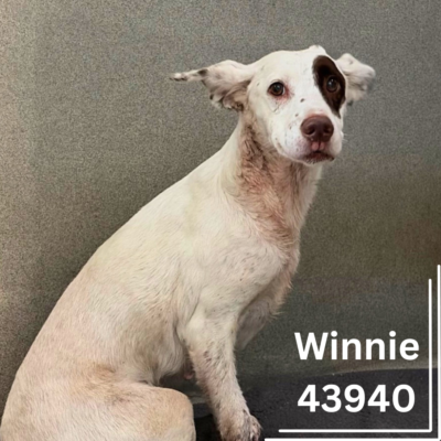 Winnie 43940, 1 Year/ Female-RECLAIMED