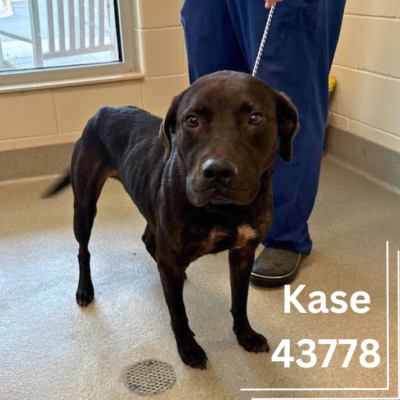 Kase 43778, 4 Years/ Male