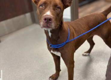Gwen 43825, 2 Years/ Female
