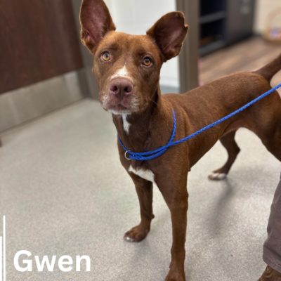 Gwen 43825, 2 Years/ Female
