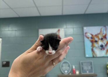 A-Kits, 3 Days/Male
