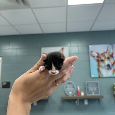 A-Kits, 3 Days/Male