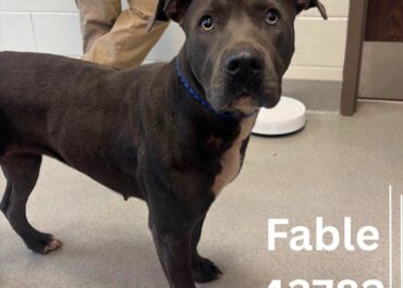 Fable 43782, 2 Years/ Female