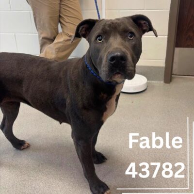 Fable 43782, 2 Years/ Female