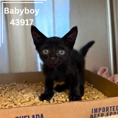 Babyboy 43917, 6 Weeks/Male
