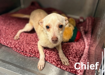 Chief 43830, 2 Year/Male