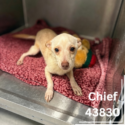 Chief 43830, 2 Year/Male