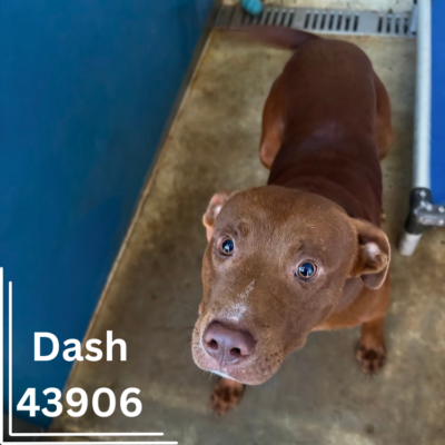 Dash 43906, 2 Years/Male