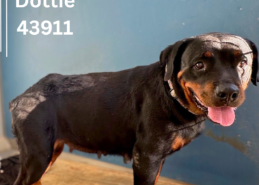 Dottie 43911, 5 Years/Female