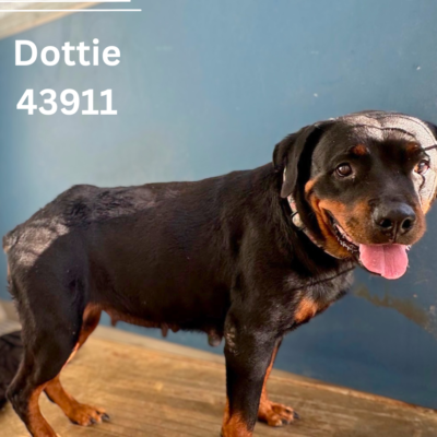 Dottie 43911, 5 Years/Female