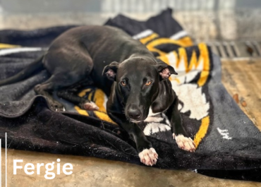 Fergie 43910, 1 Year/Female