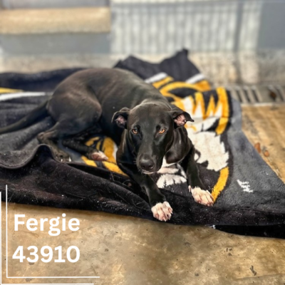 Fergie 43910, 1 Year/Female