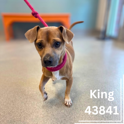 King 43841, 2 Years/Male- RECLAIMED