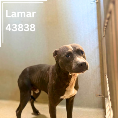 Lamar 43838, 2 Years/ Male
