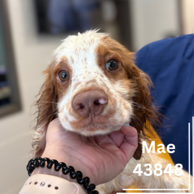 Mae 43848, 4 Months/ Female