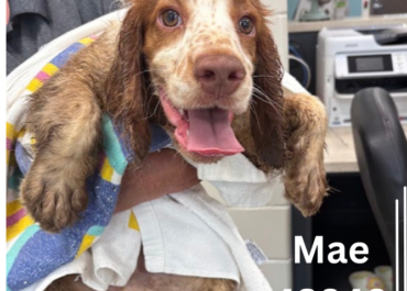 Mae 43848, 4 Months/ Female