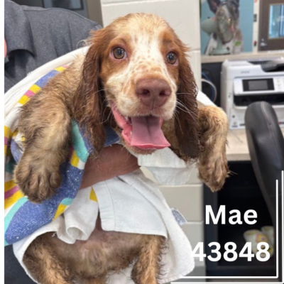 Mae 43848, 4 Months/ Female