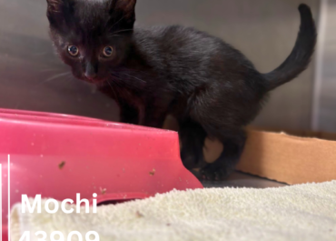 Mochi 43909, 10 Weeks/Female