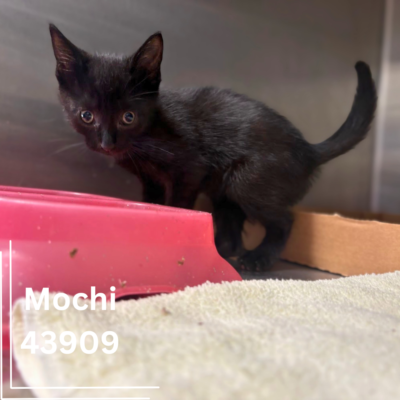 Mochi 43909, 10 Weeks/Female