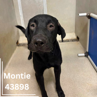 Montie 43898, 2 Years/ Male - RECLAIMED