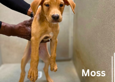 M-Pups 43832-35, 3 Months/Male & Female