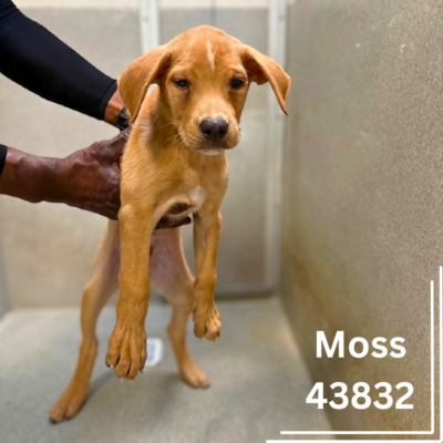 M-Pups 43832-35, 3 Months/Male & Female