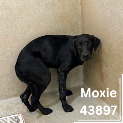 Moxie 43897, 10 Months/ Female - RECLAIMED