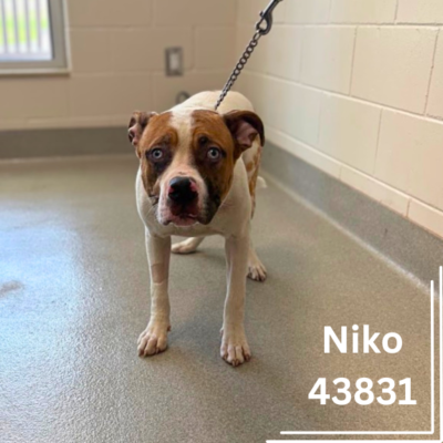 Niko 43831, 9 Months/Male