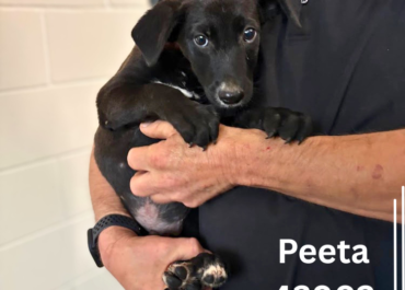 Peeta 43902, 3 Months/ Male