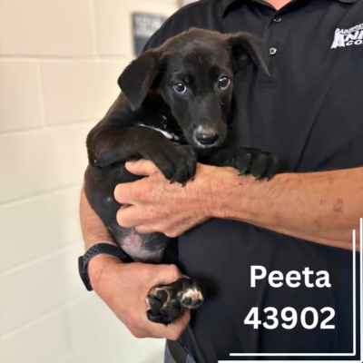 Peeta 43902, 3 Months/ Male