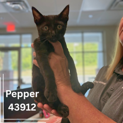 Pepper 43912, 12 Weeks/Male