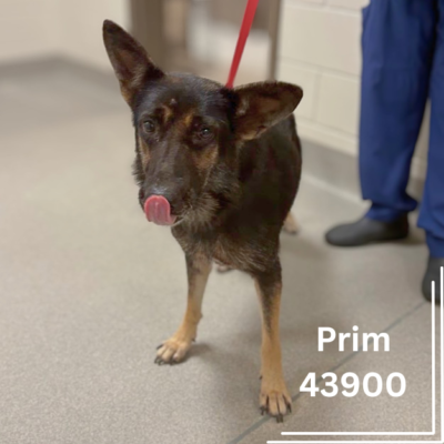 Prim 43900, 2 Years/ Female