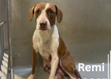 Remi 43837, 4 Years/ Female