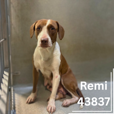 Remi 43837, 4 Years/ Female