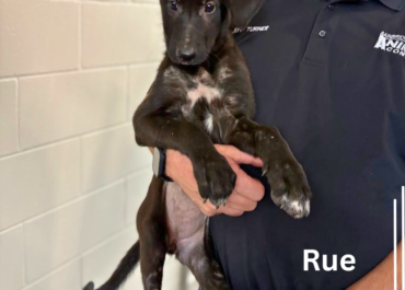 Rue 43901,3 Months/ Female