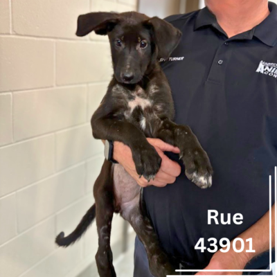 Rue 43901,3 Months/ Female