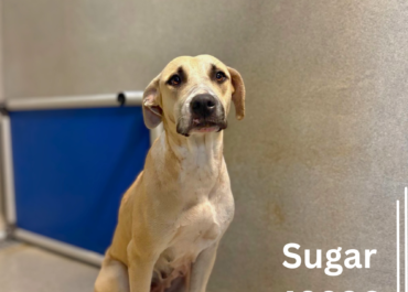 Sugar 43836, 2 Years/ Female