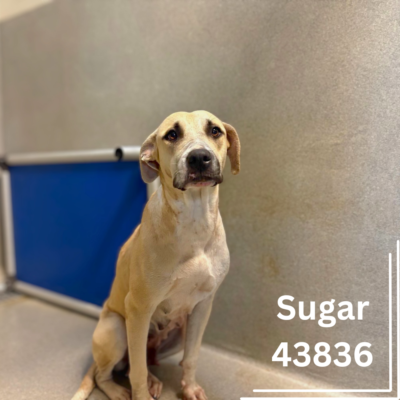 Sugar 43836, 2 Years/ Female