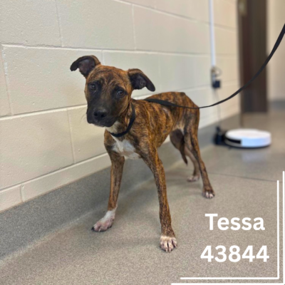 Tessa 43844, 9 Month/Female