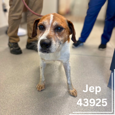 Jep 43925, 6 Years/Male