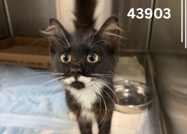 Checkers 43903, 3 Months/ Black and White