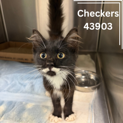 Checkers 43903, 3 Months/ Black and White