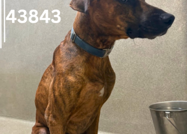 Zeus 43843, 6 Years/ Male