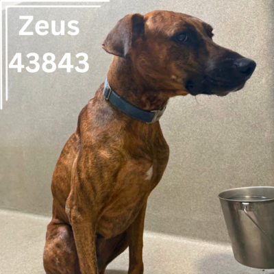 Zeus 43843, 6 Years/ Male