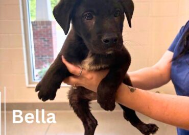 Bella 43921, 10 Weeks/ Female