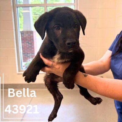 Bella 43921, 10 Weeks/ Female