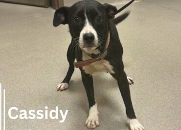 Cassidy 43845, 3 Years/ Female