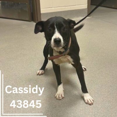 Cassidy 43845, 3 Years/ Female