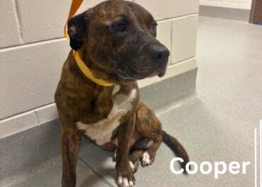 Cooper 43846, 3 Years/ Male