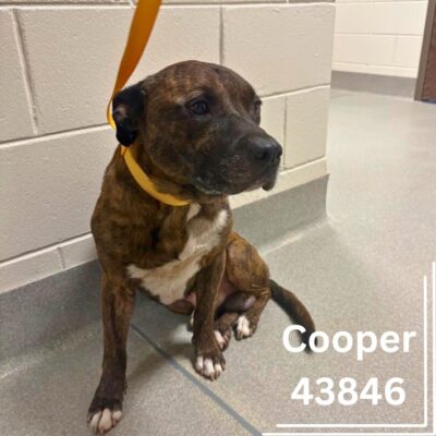 Cooper 43846, 3 Years/ Male